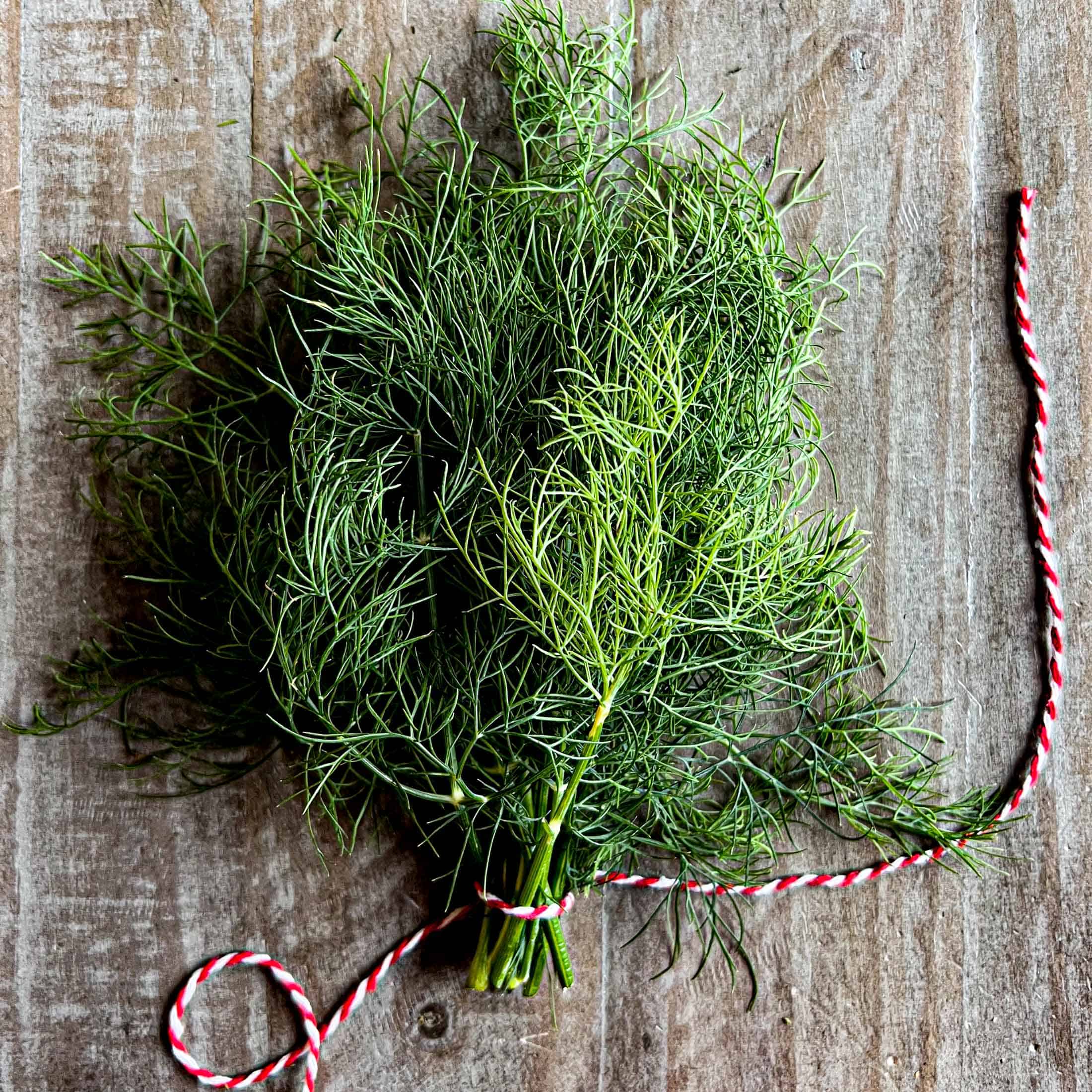 A bundle of dill tied up with red and white butcher's string.