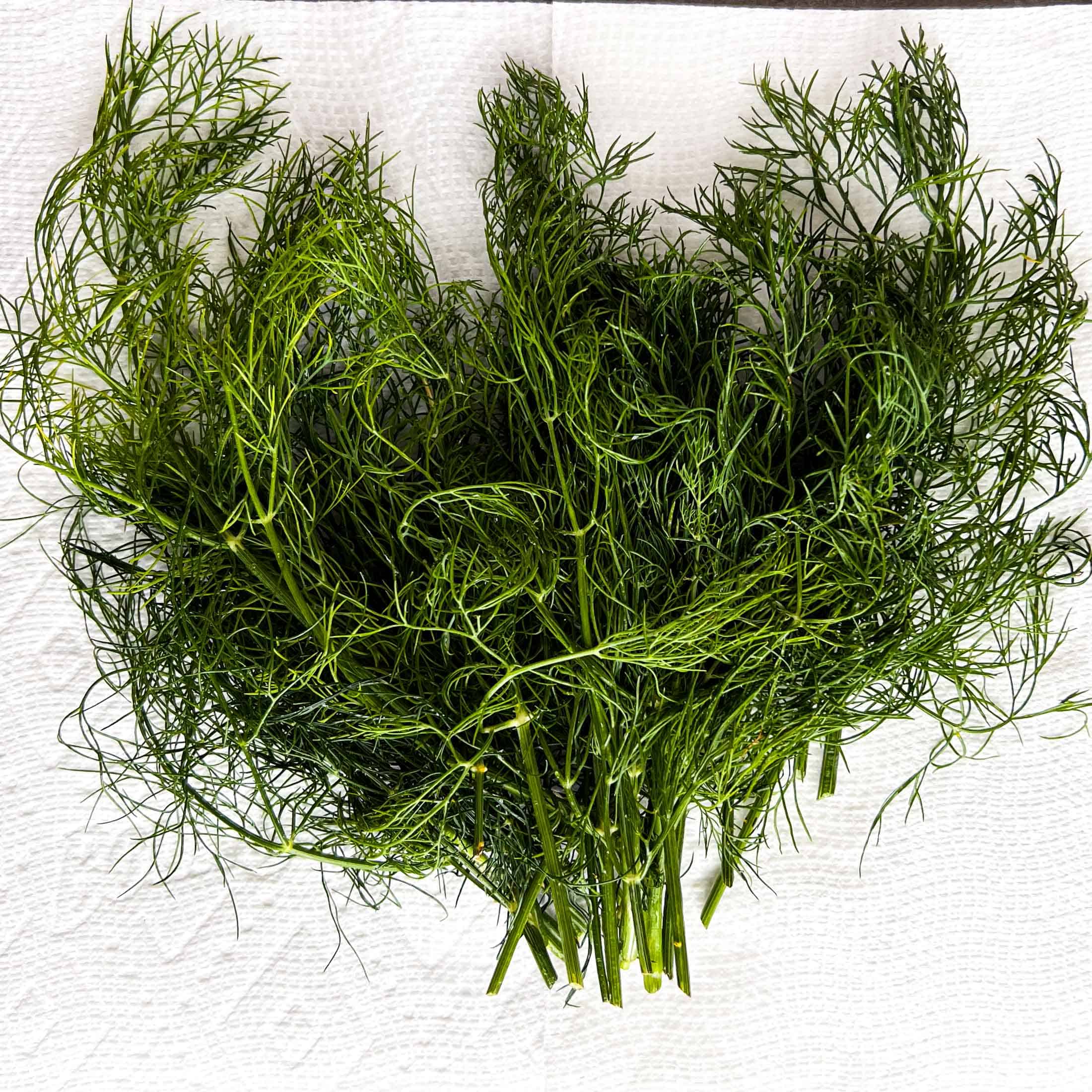 Washed dill sprigs drying on a piece of paper towel.