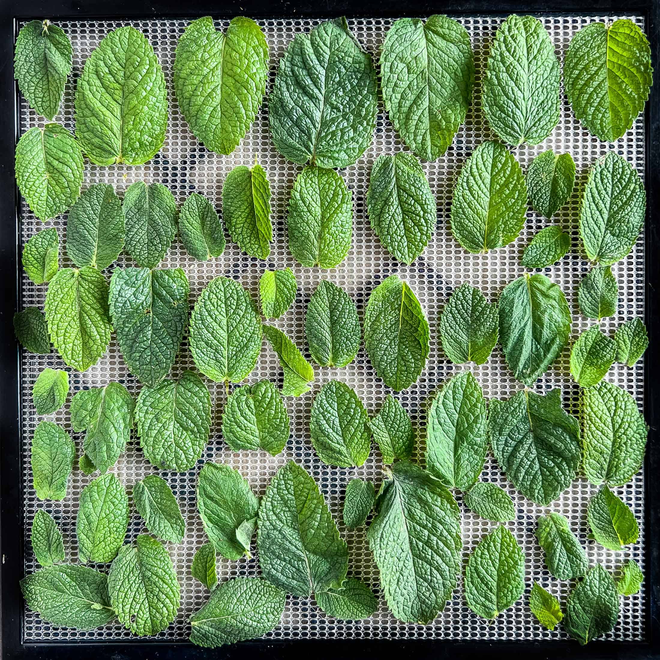 Fresh mint leaves arranged in a single layer on a dehydrator sheet.