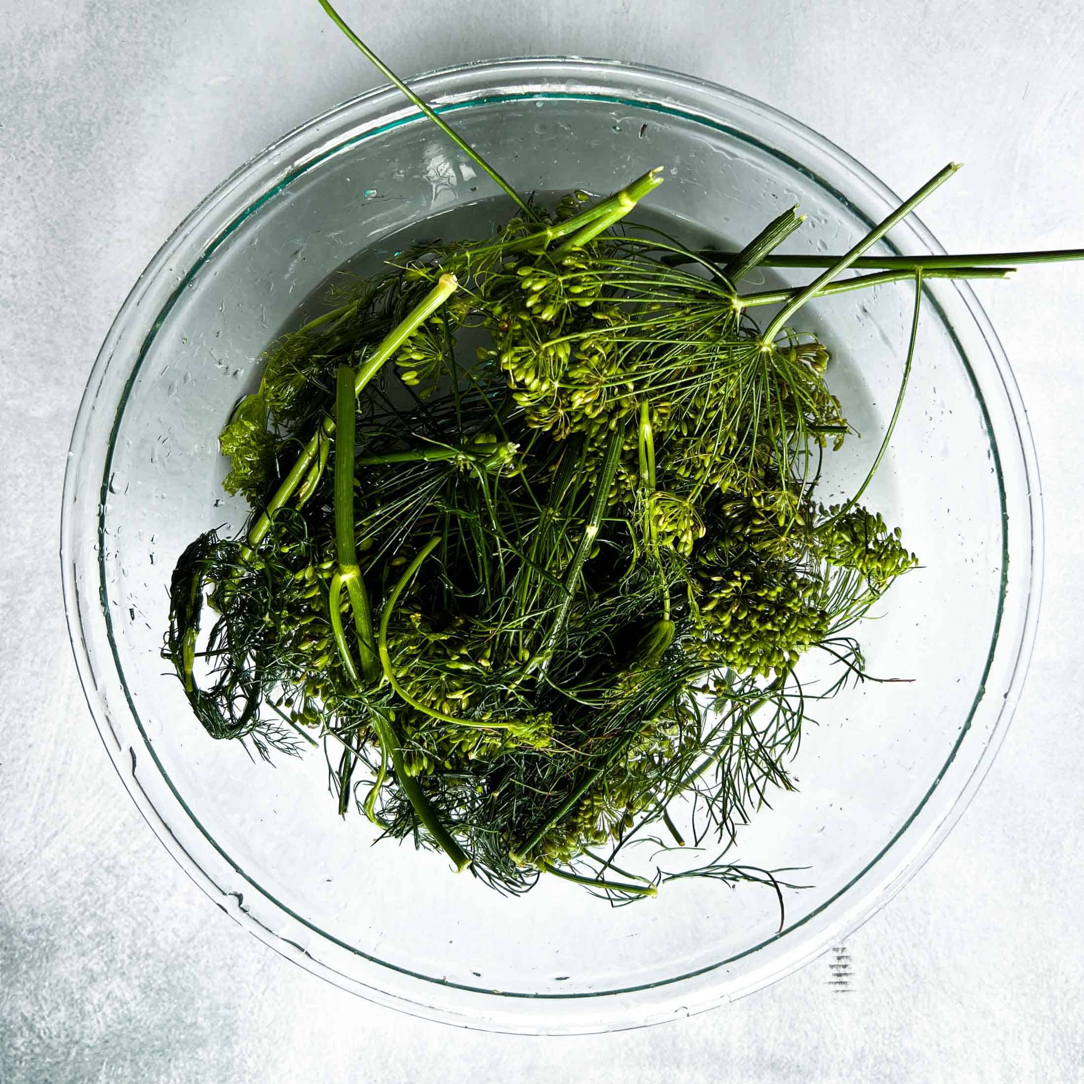 Dill flowers and sprigs submerged in water in a large glass bowl.