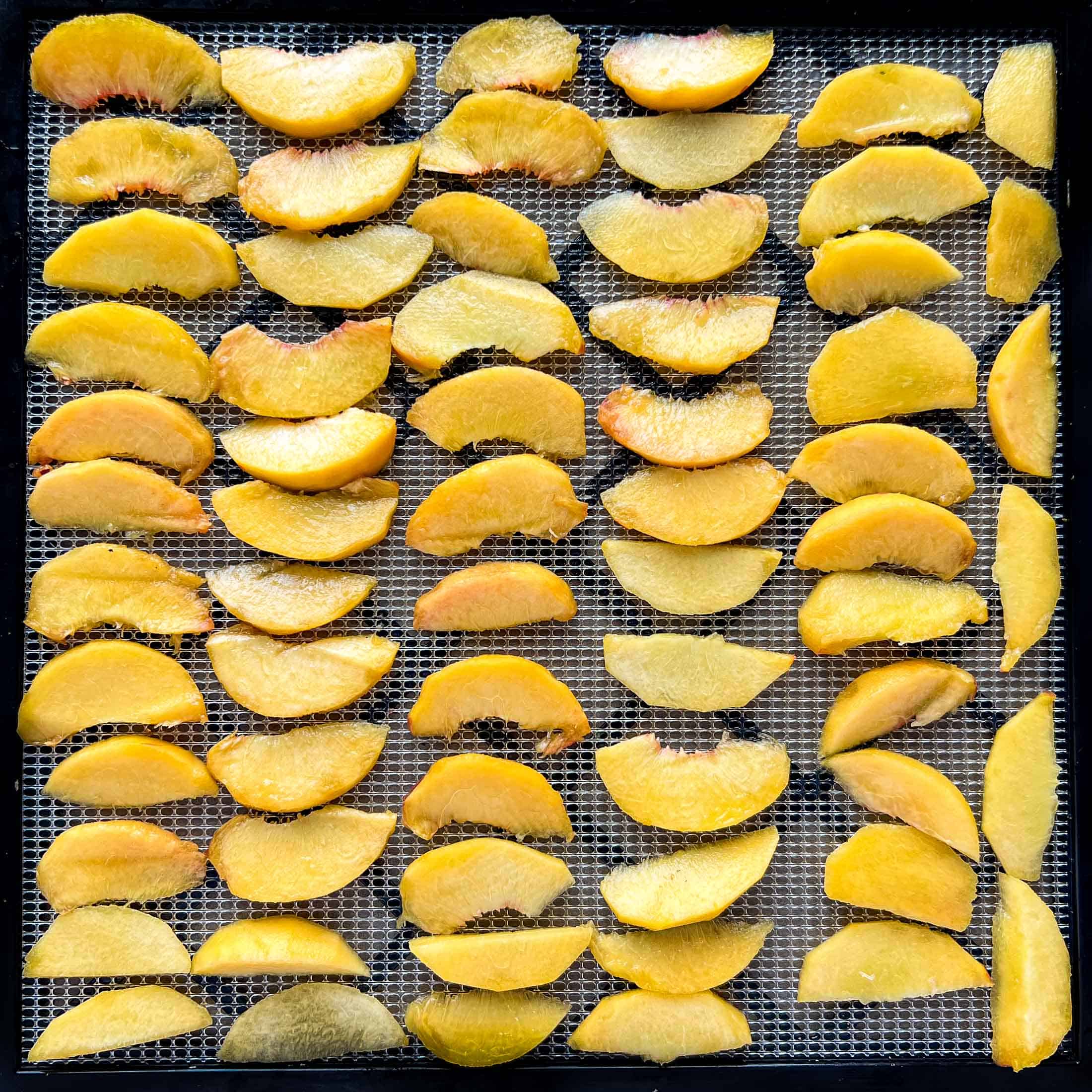 Fresh sliced peaches on a dehydrator tray.