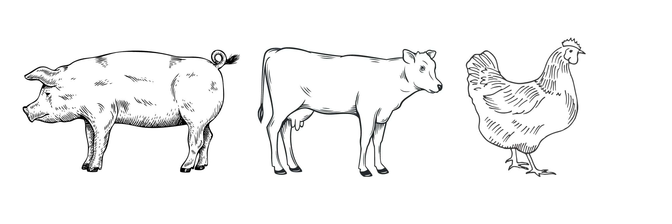 Outline of a pig, cow, and chicken.