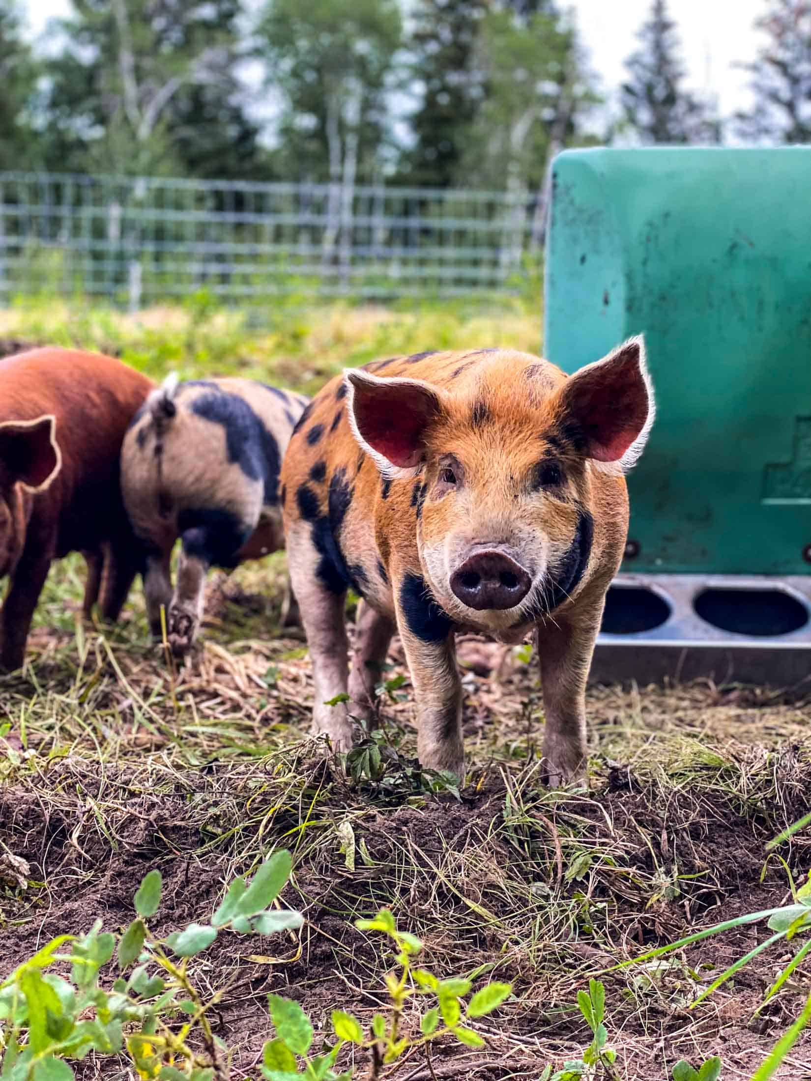 Duroc-kunekune mix breed pig in a pasture enclosure.
