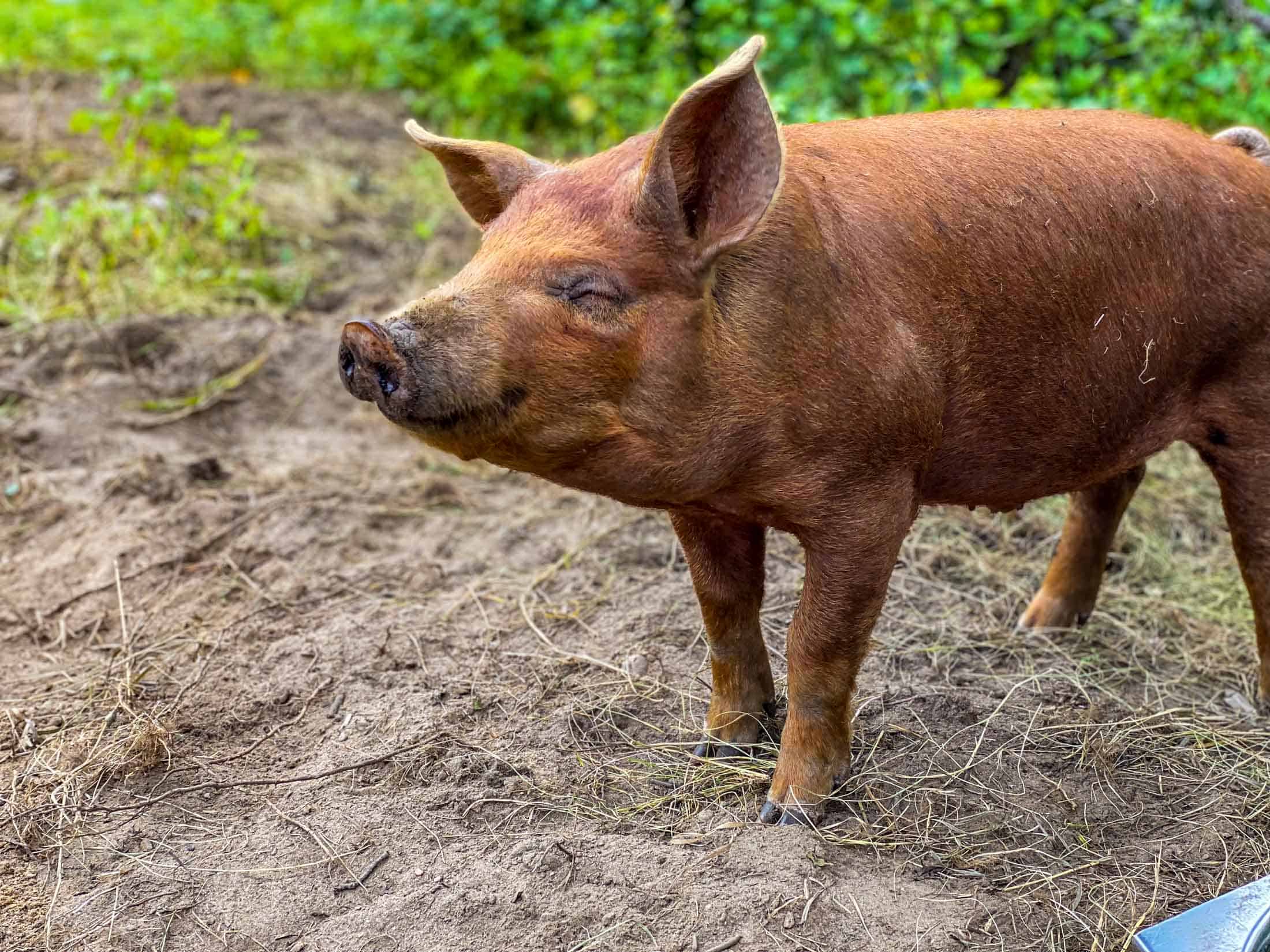 Duroc-kunekune cross pig smiling in a pasture.