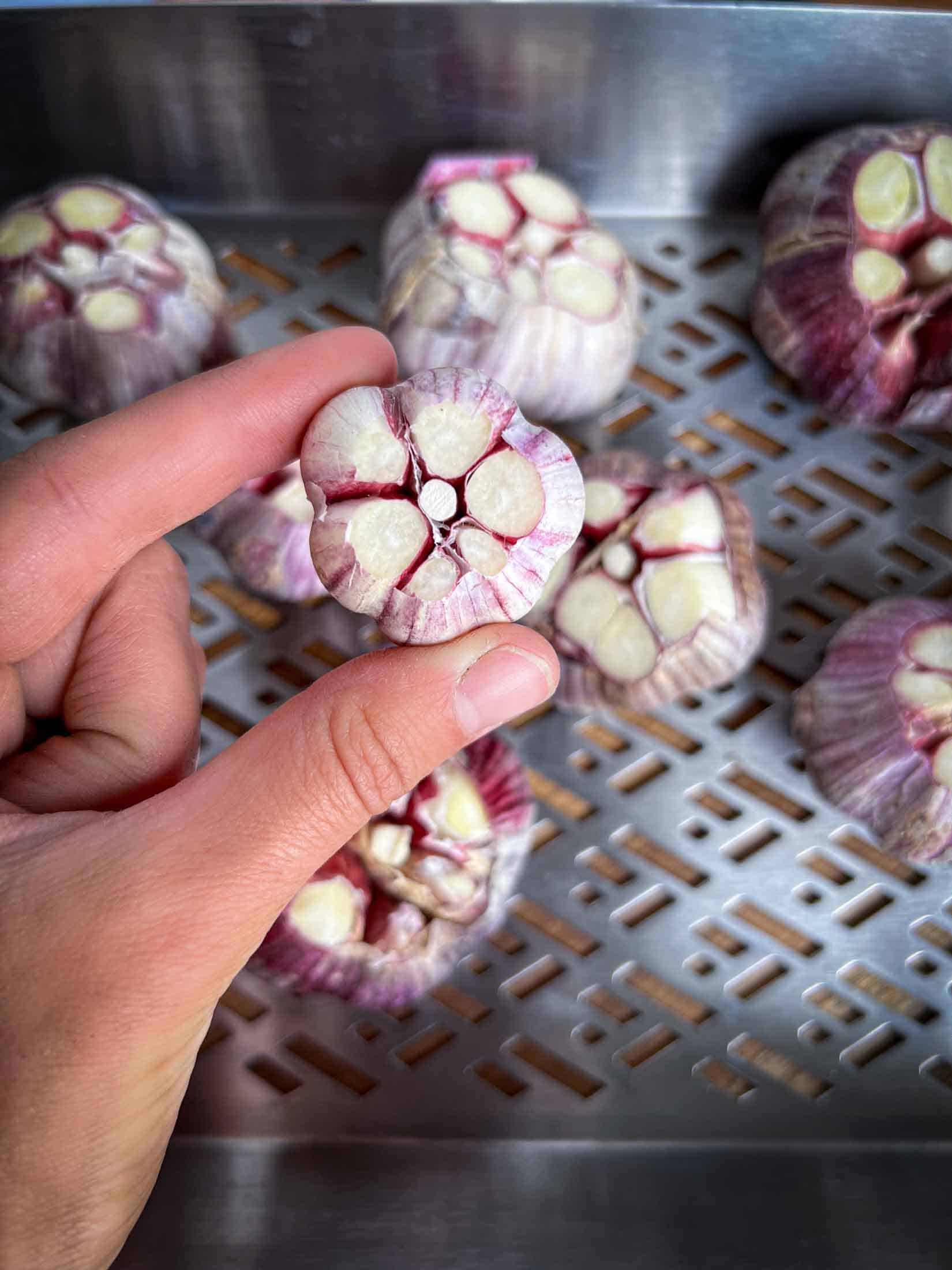 Holding up a small head of garlic with the top chopped off.
