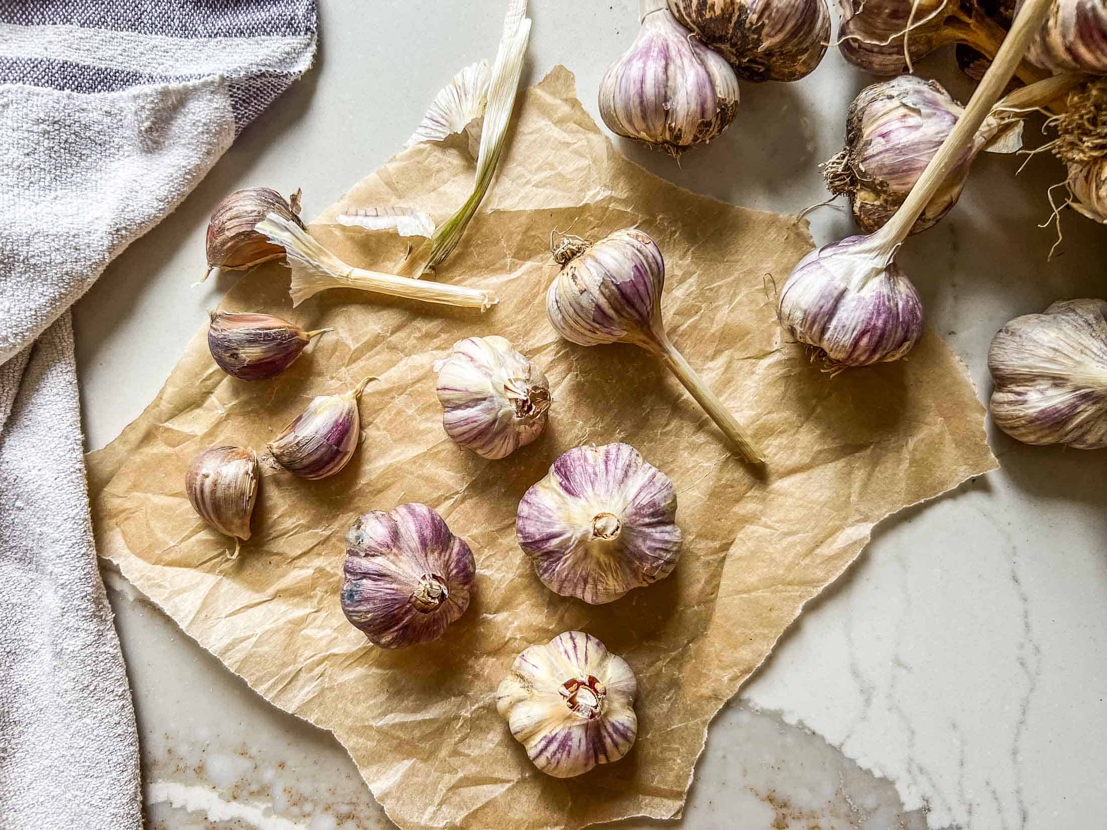 Purple Russian hardneck garlic heads and cloves on a piece of parchment.