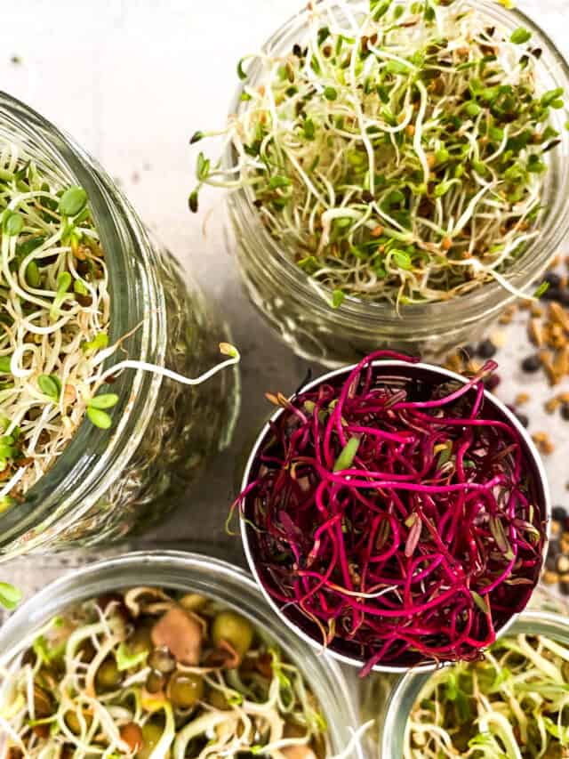 Mason Jar Sprouts | Simple Guide To Get Started Sprouting Today!