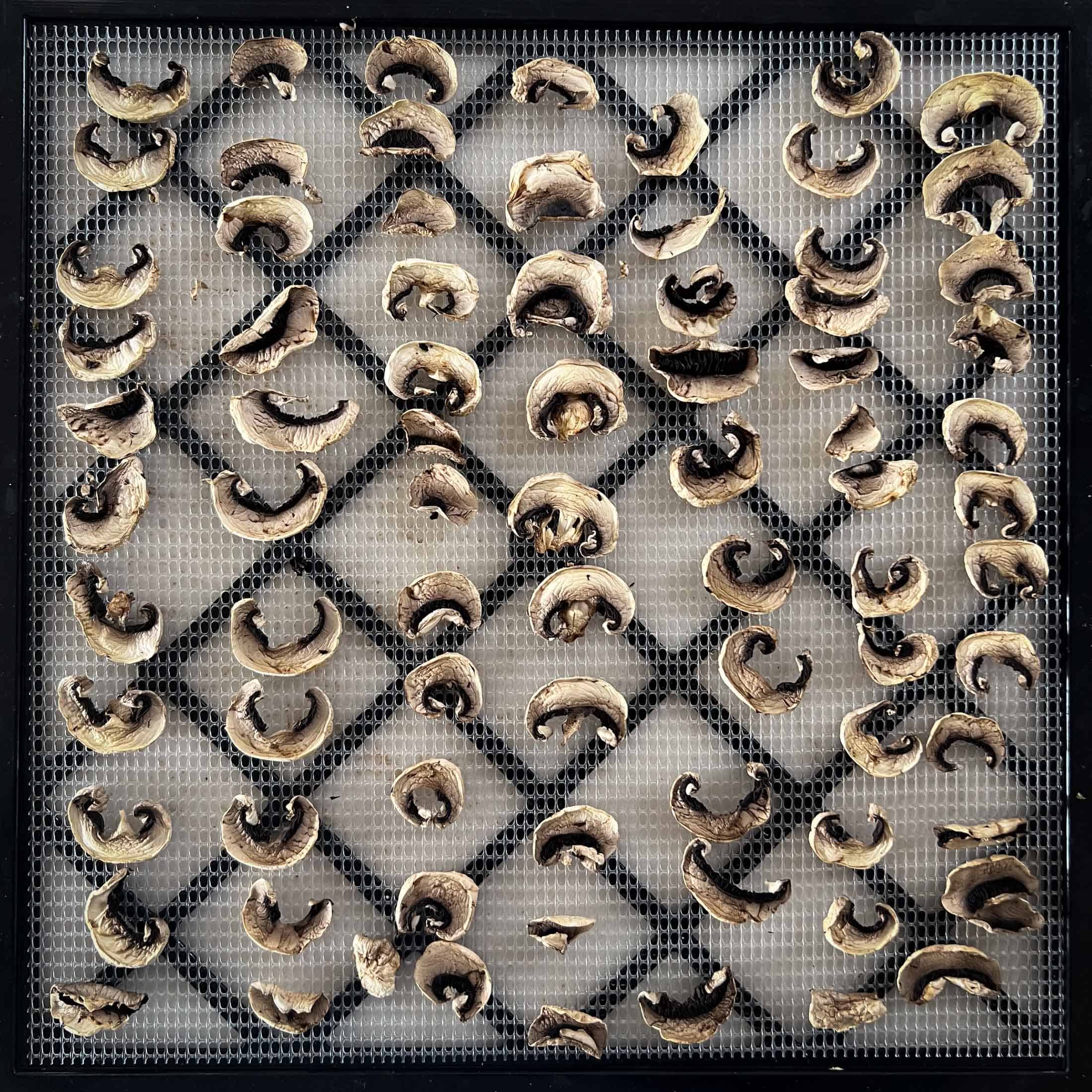 Dehydrated sliced mushrooms in a single layer on a dehydrator tray. 
