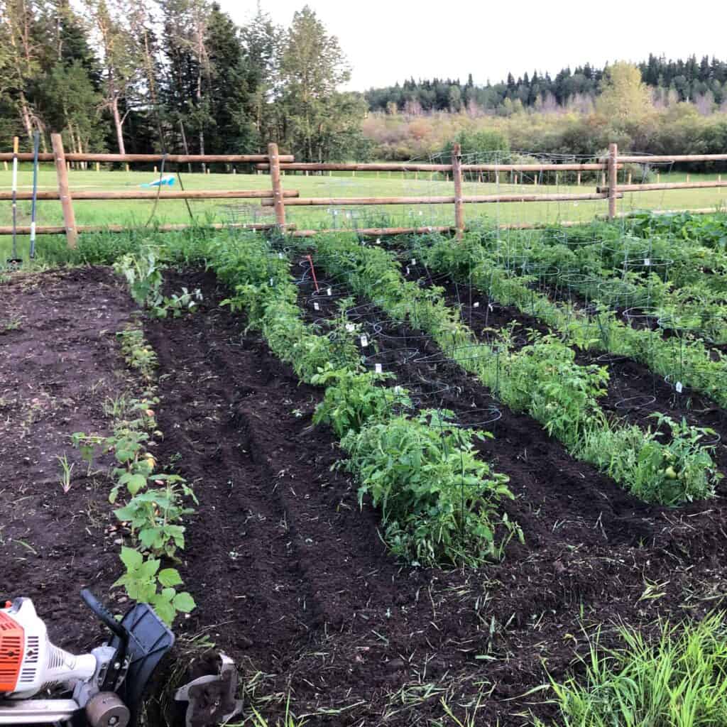 A traditionally tilled garden with single rows and lots of grassy weed pressure.