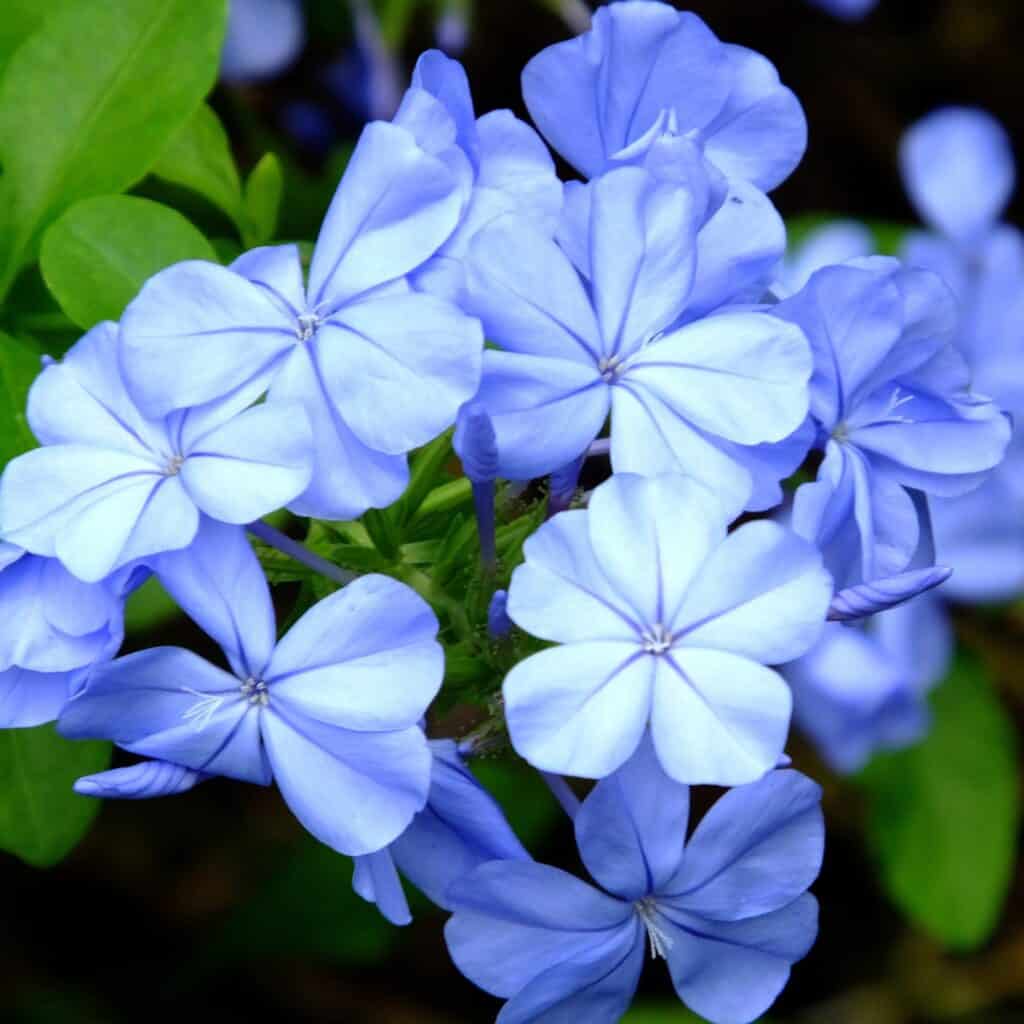 Light blue plumbago flowers in a bunch with a small amount of greenery showing.
