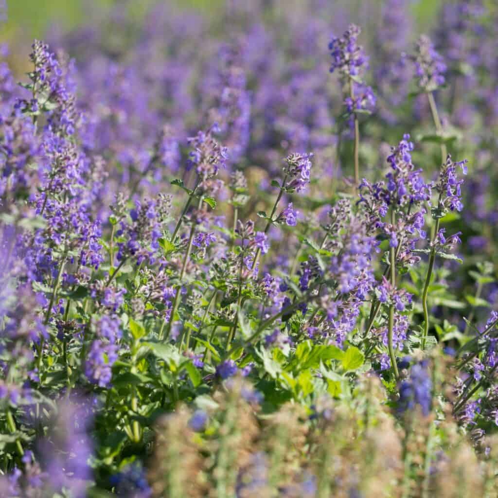 Lavender colored catmint flowers with bright green foliage.