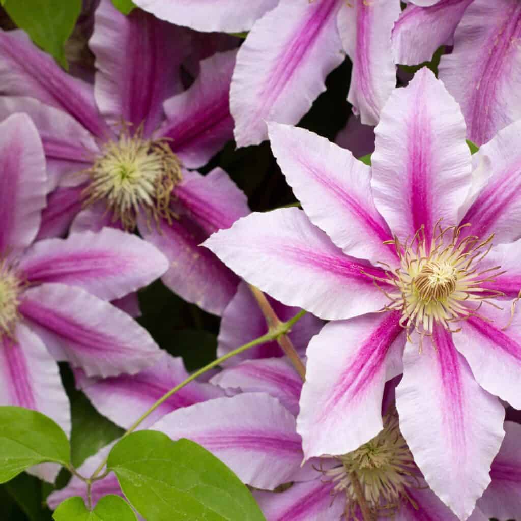 Light and dark pink clematis flowers with green vines beside.