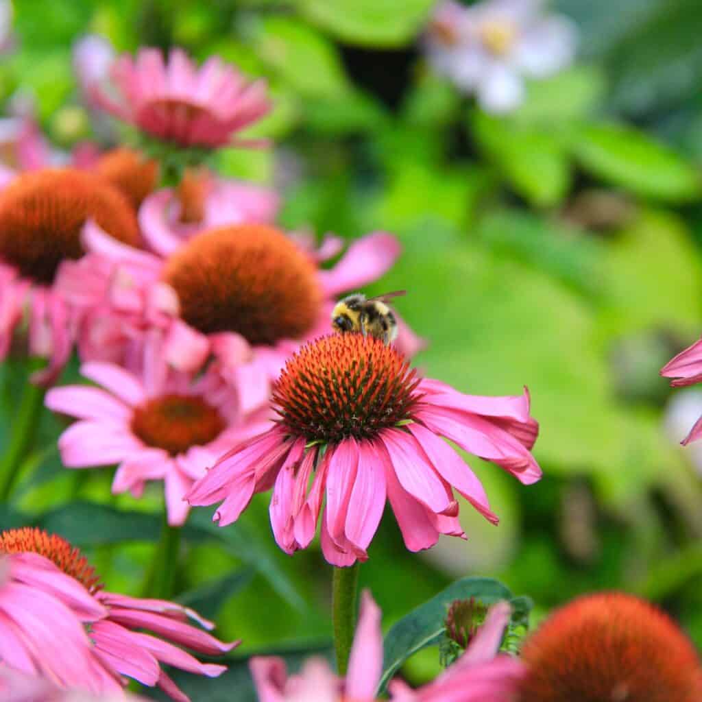 Bright pink cone flowers.
