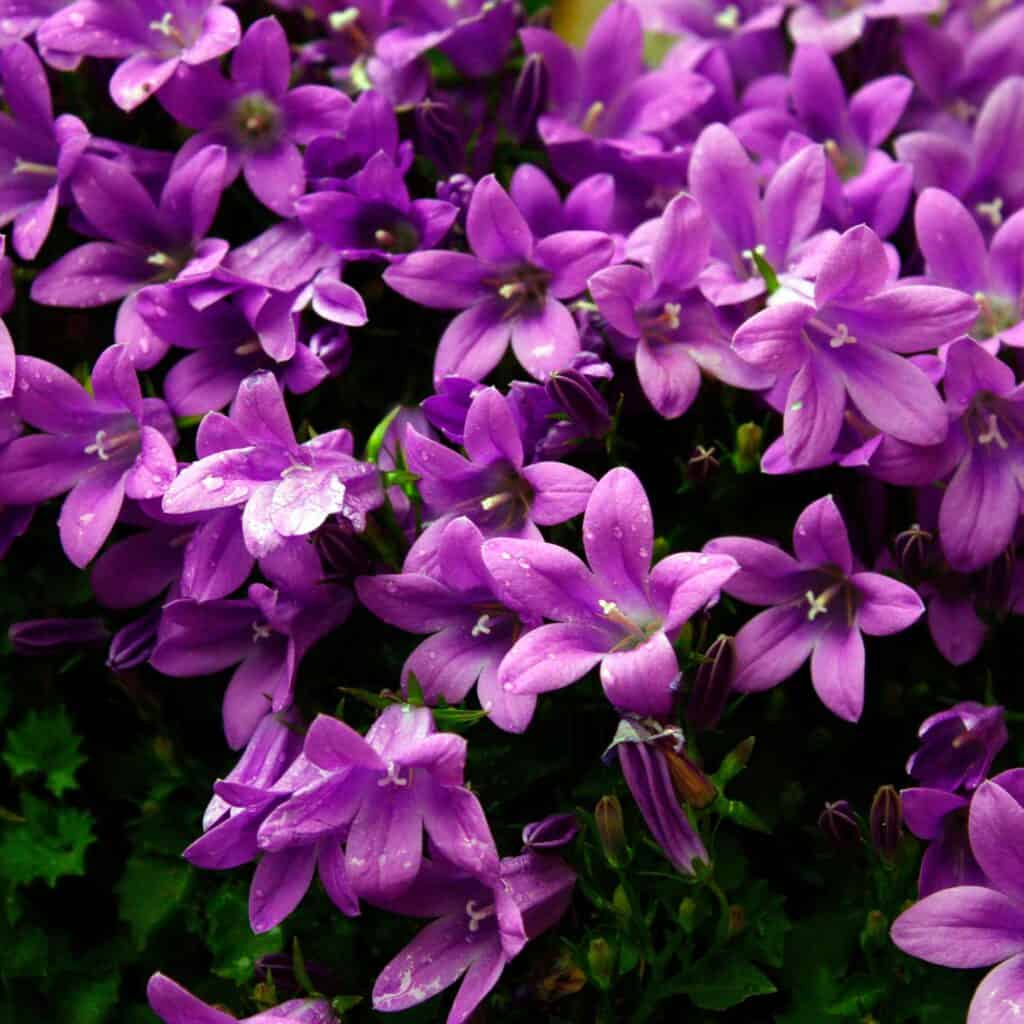 Bright purple dalmation bellflowers.