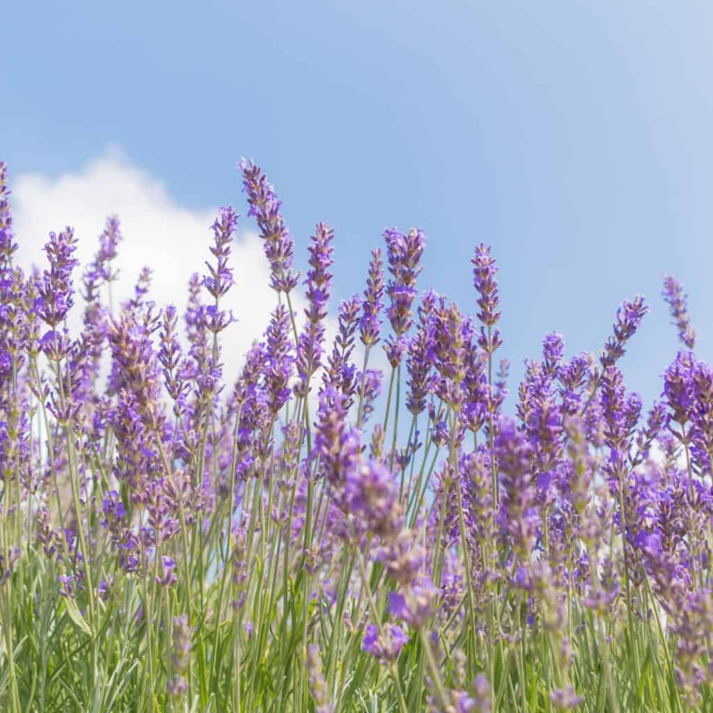A close up view in a field of english lavendar showing purple blooms.