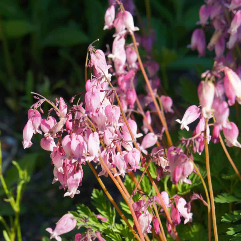 A bundle of fringed bleeding heart flowers with light pink blooms.
