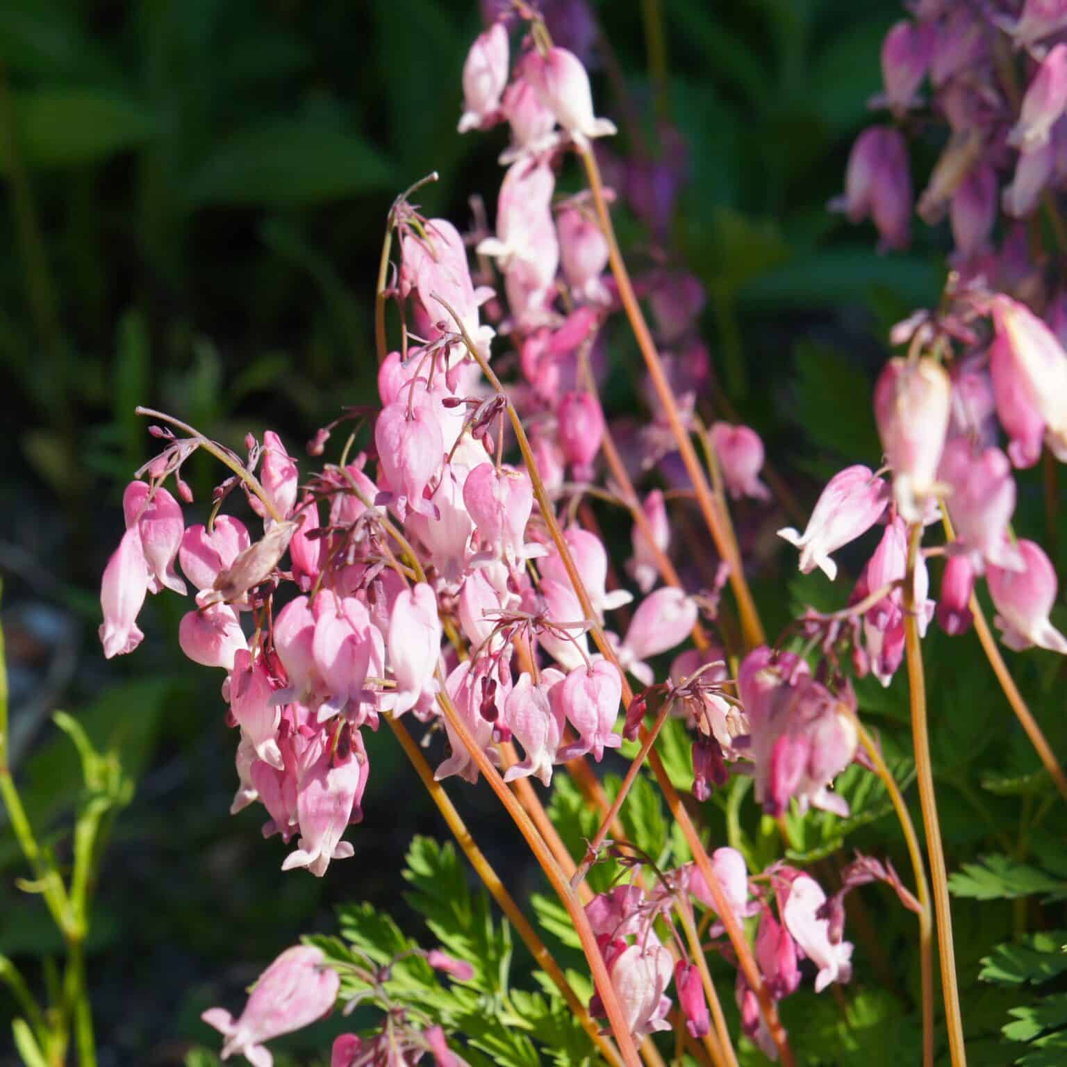 Top 20 zone 3 perennials shade sun 