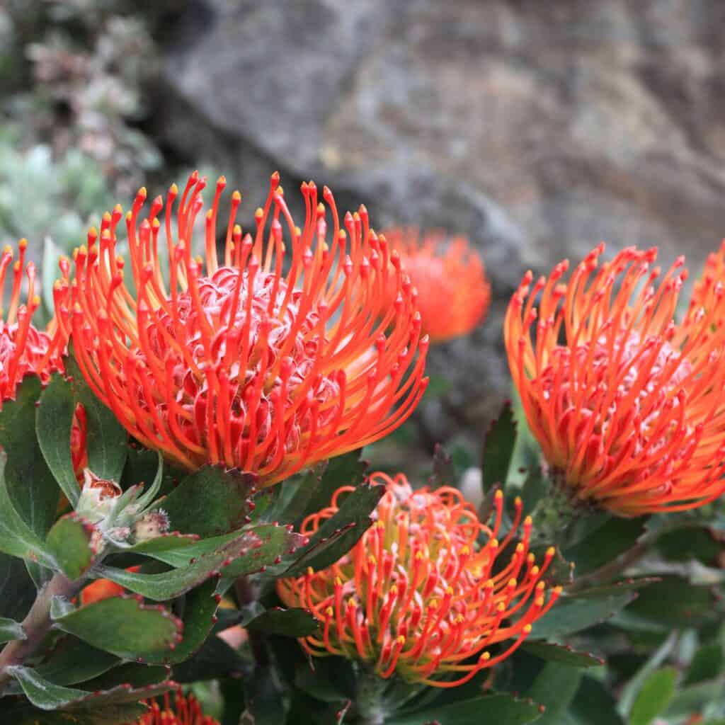 A bright coral colored pincushion flower on a green stem.