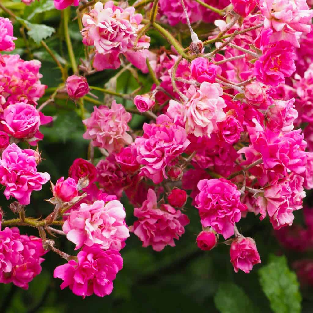 Bright pink roses with green foliage around.
