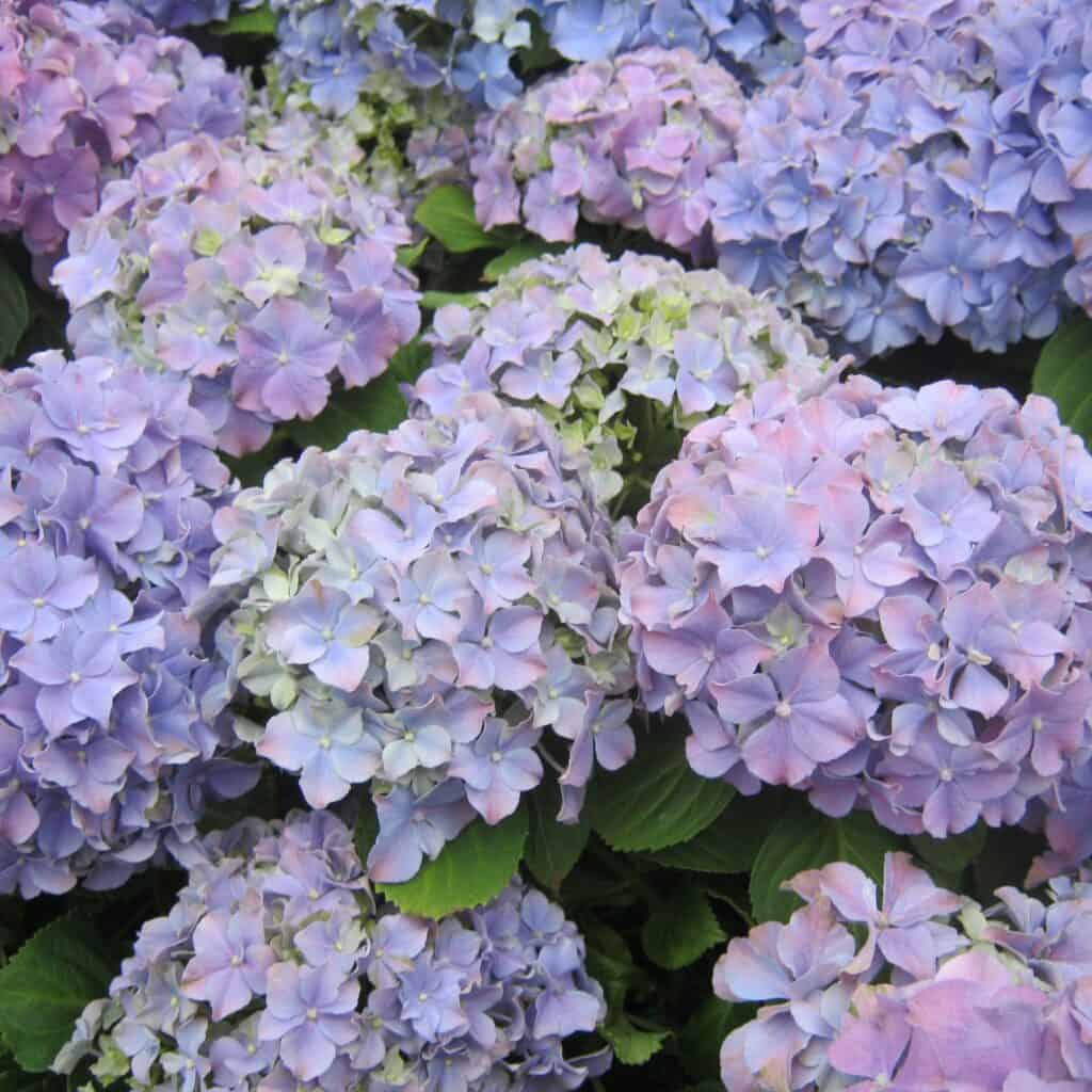 Big round perennial hydrangea flowers blooming in light shades of purple
