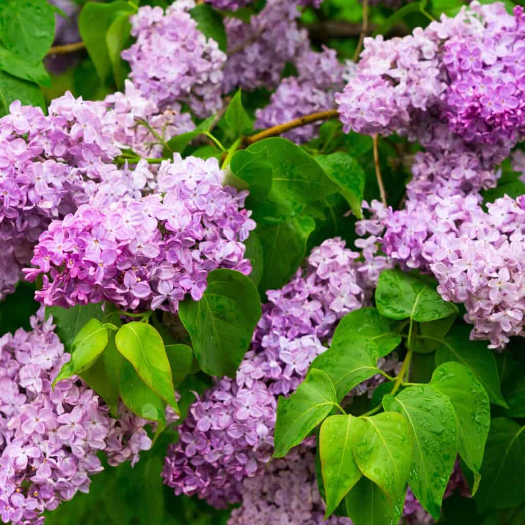 Purple lilac flowers with green leaves all around.