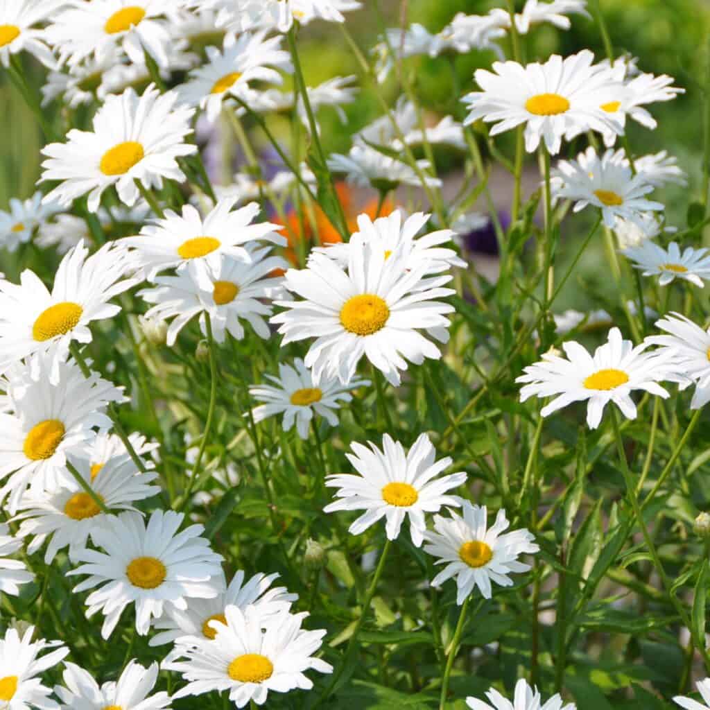 Bright white shasta daisys in a garden.