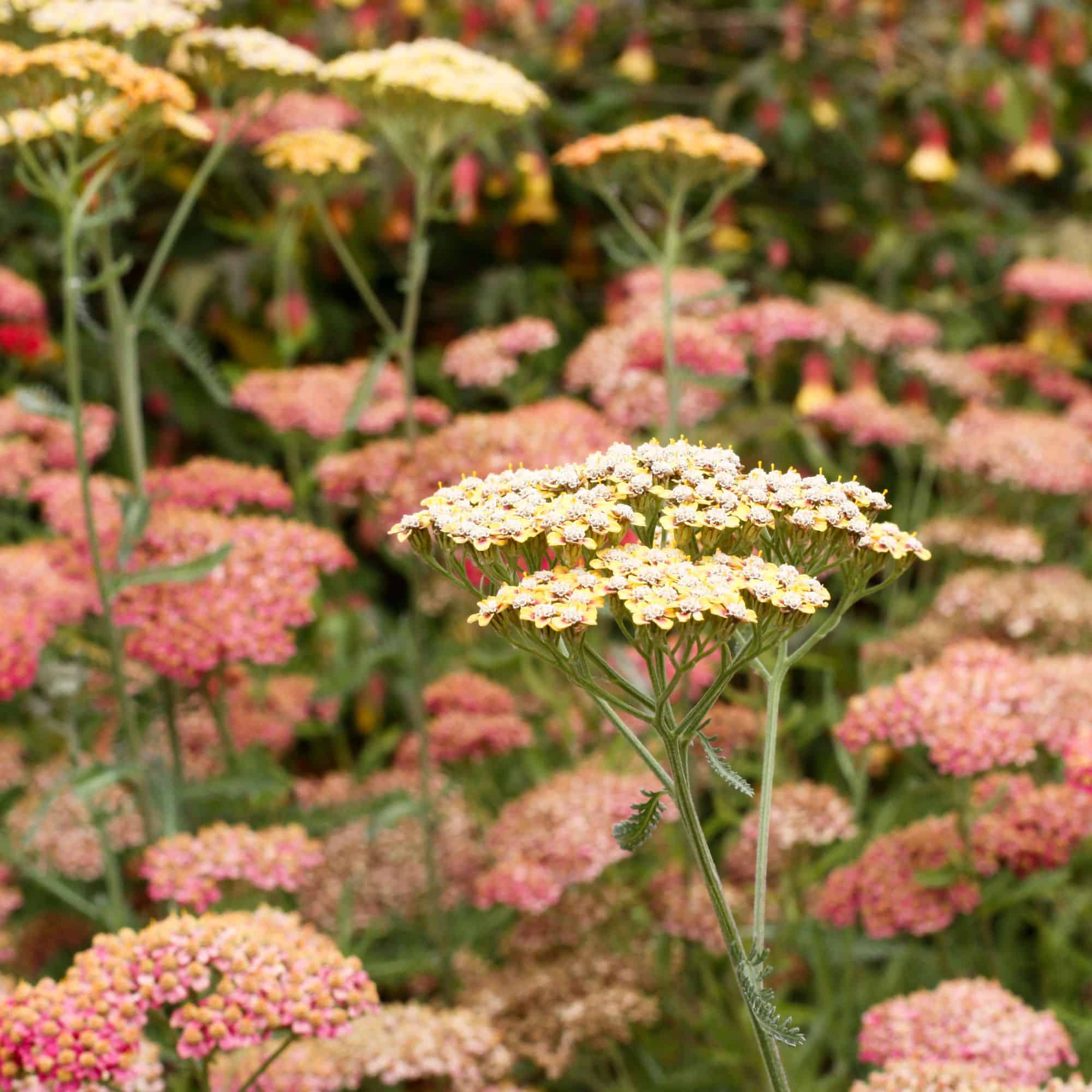Pink and white yarrow flowers growing together.