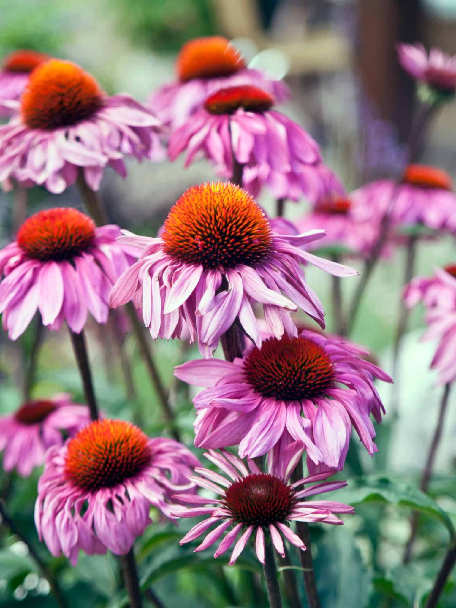 Top 20 Zone 3 Perennials (Shade + Sun)