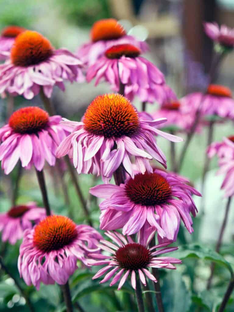 Purple coneflowers with large centres and green leaves.