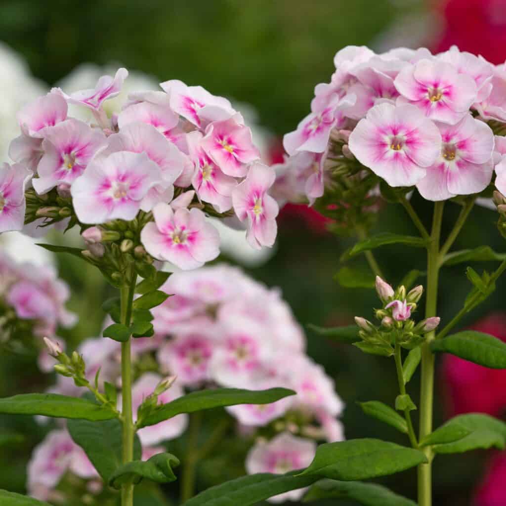 Phlox blooms showing light pink edges and hot pink centers.