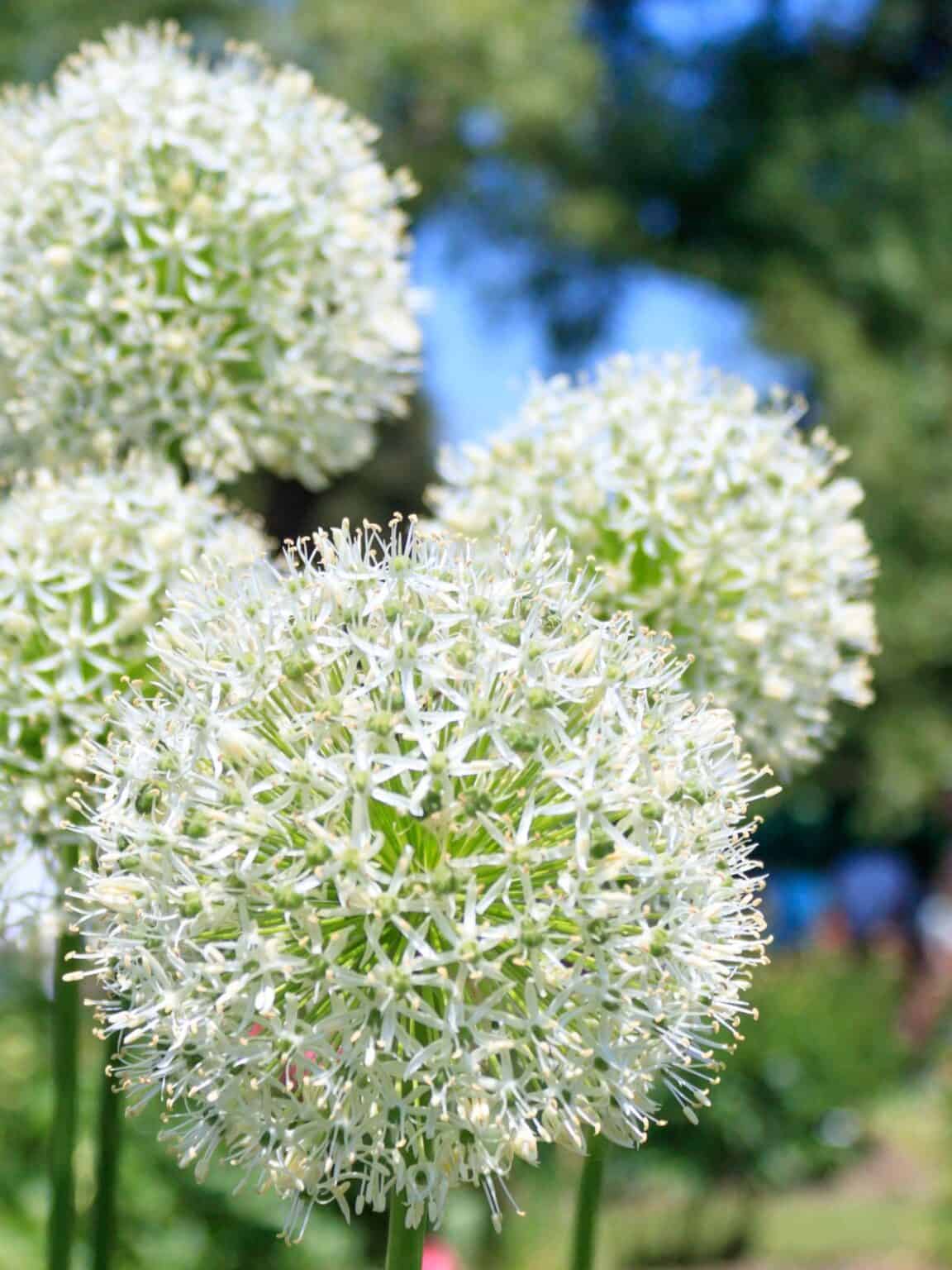 Top 20 zone 3 perennials shade sun 