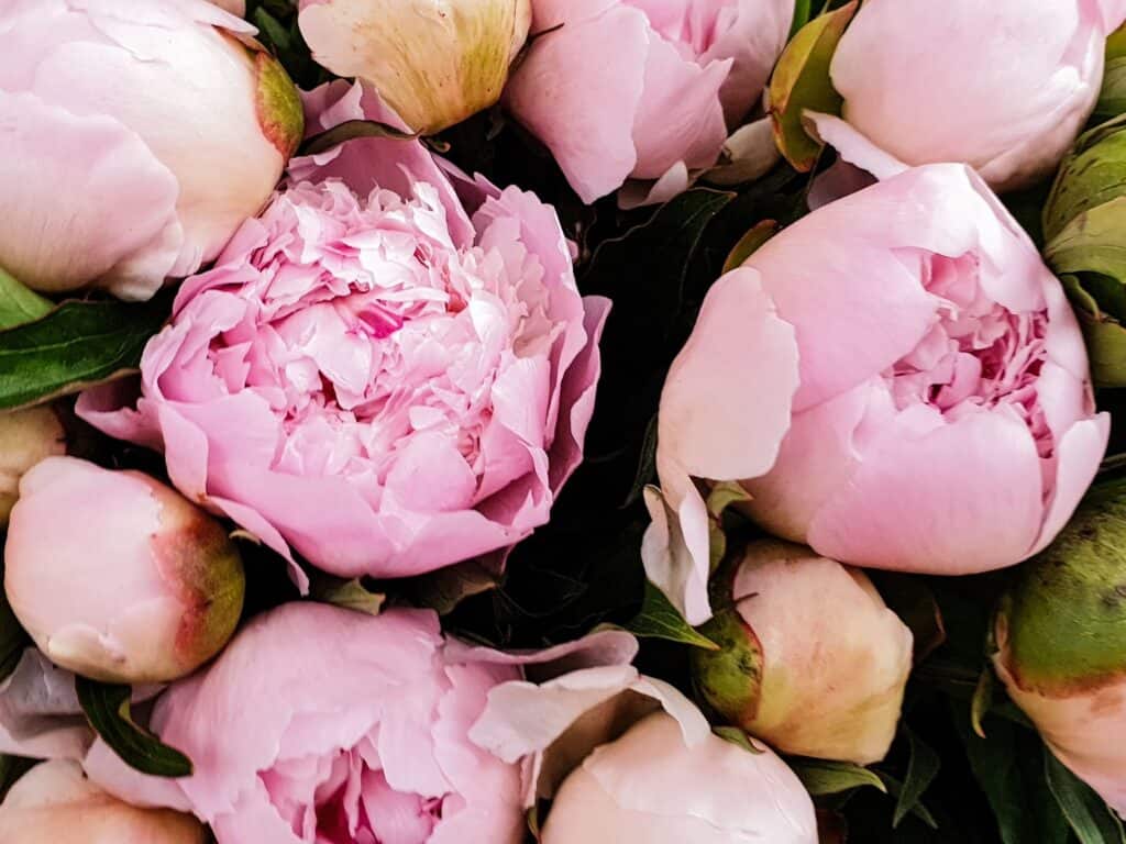 Light pink peonies in various stages of opening.