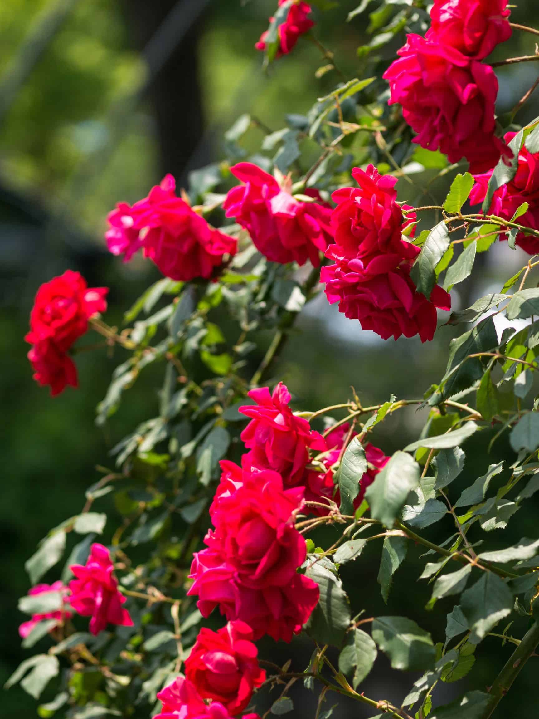 Deep red perennial roses spilling down the fine.
