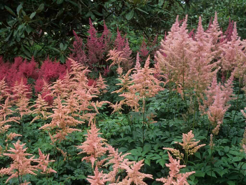 Light pink astilbe with magenta astilbe in the backround.