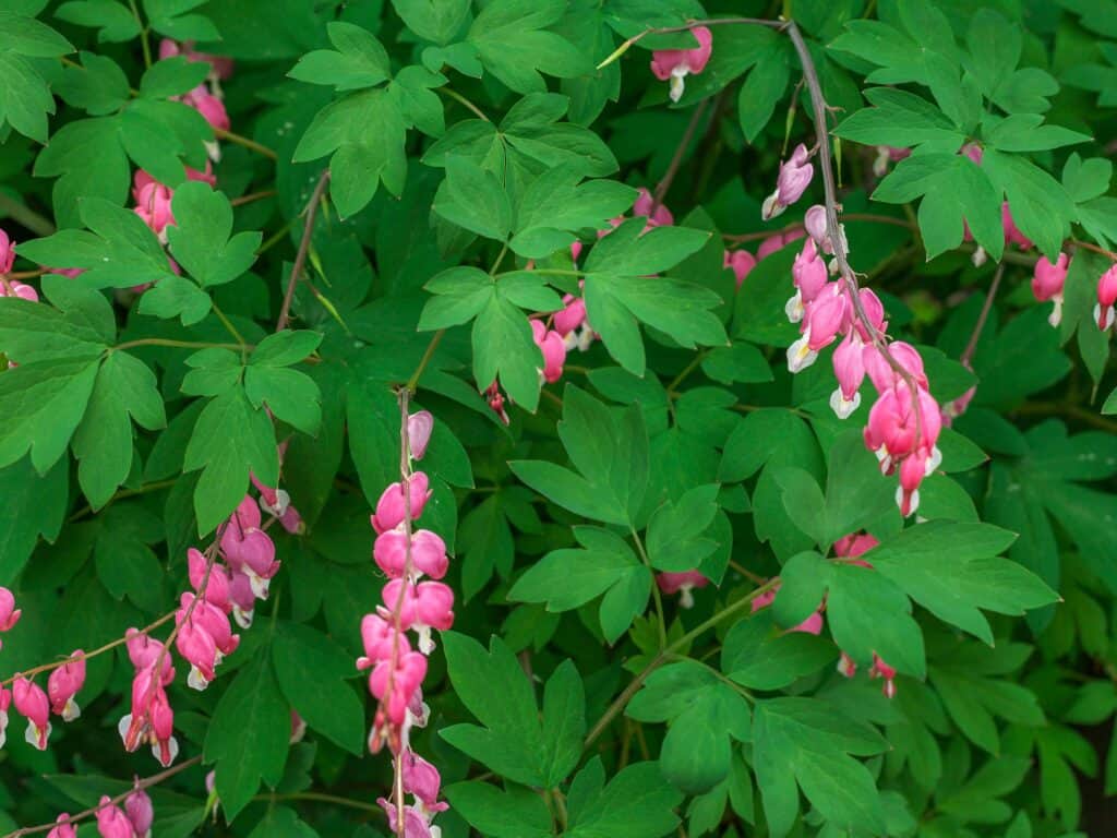 Traditional heart shaped blooms on a dicentra plant with pink blooms and bright green foliage.