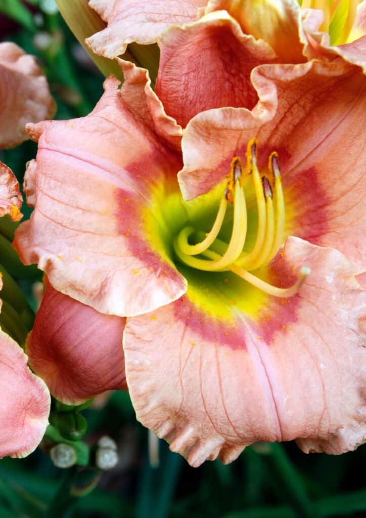 Coral coloured daylilies with a yellow center and frilled petals.