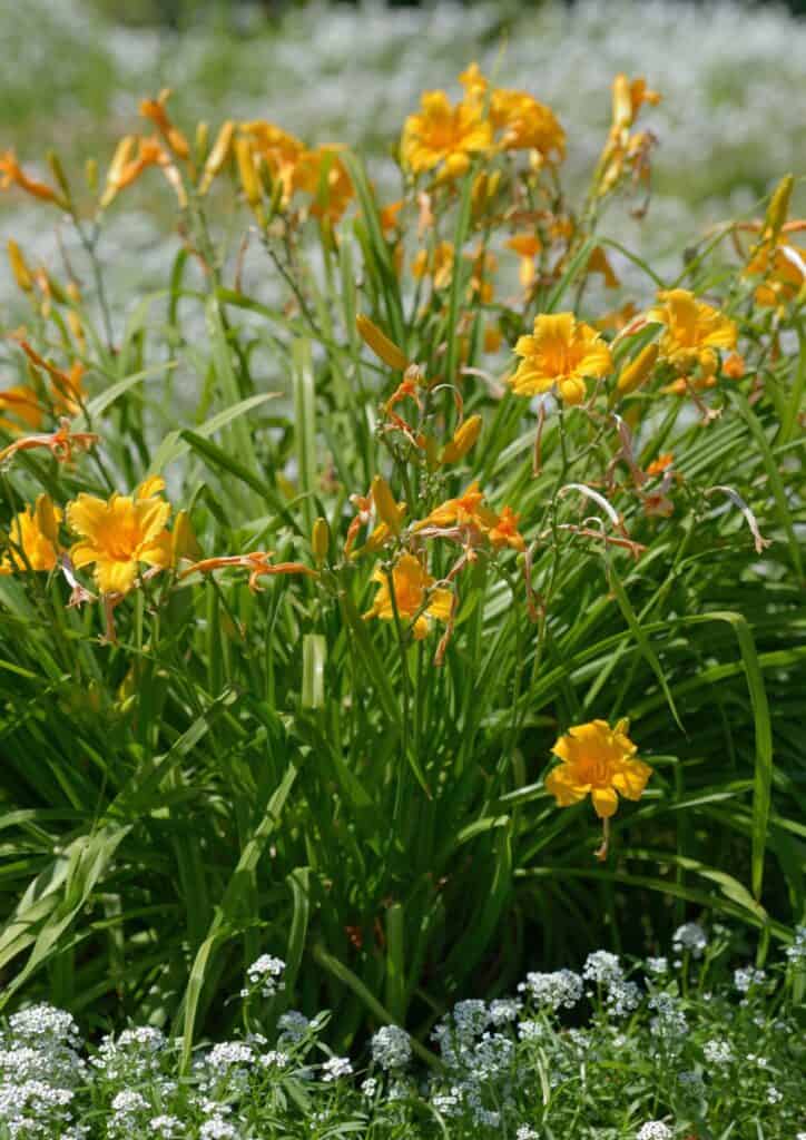 Light orange daylily flowers in a cluster.