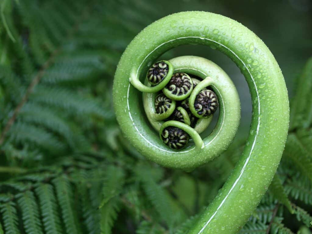 Fern leaf buds circled in a stem before spreading out.