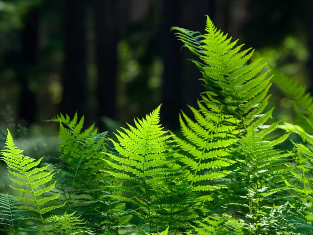 Fringed green ferns.