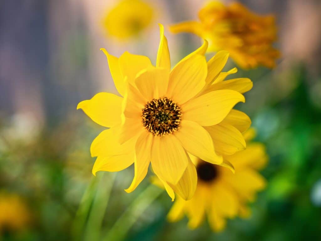 Bright yellow heliopsis flowers resembling a sunflower.