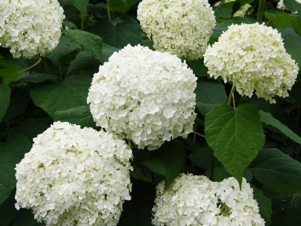 White hydrangea flowers with green leaves and foliage.