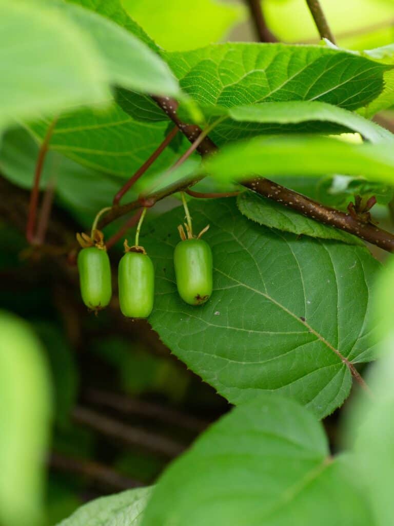 Small arctic kiwis growing under the bright green leaves of the vine.