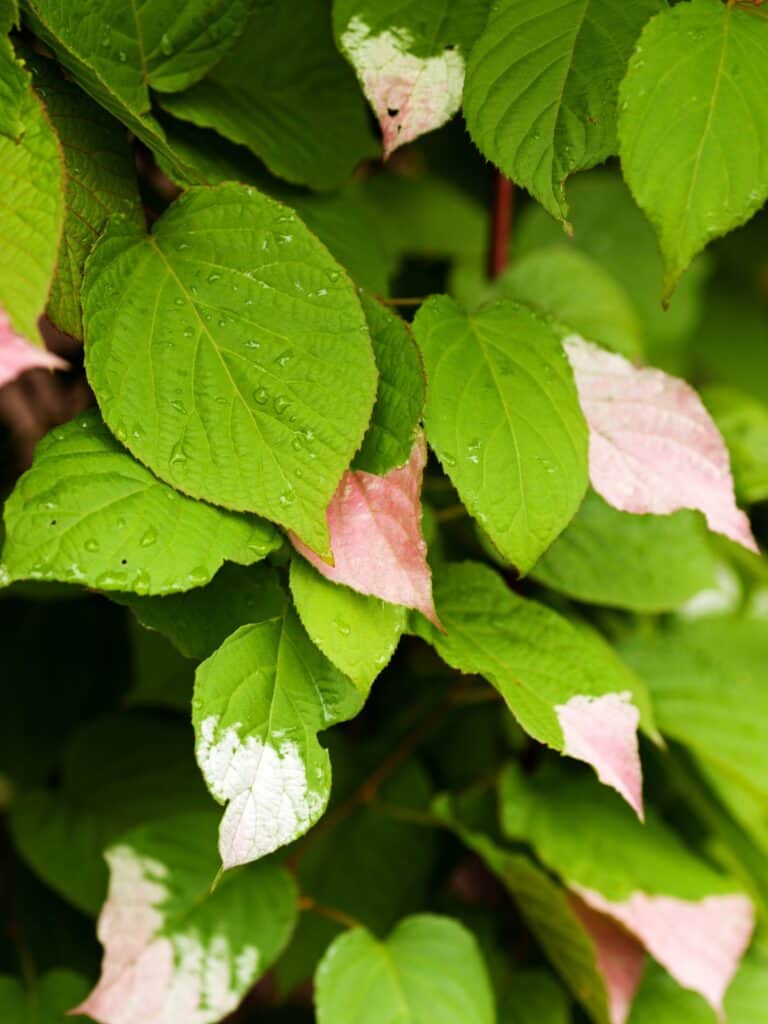 Light pink and green leaves on a kiwi vine.