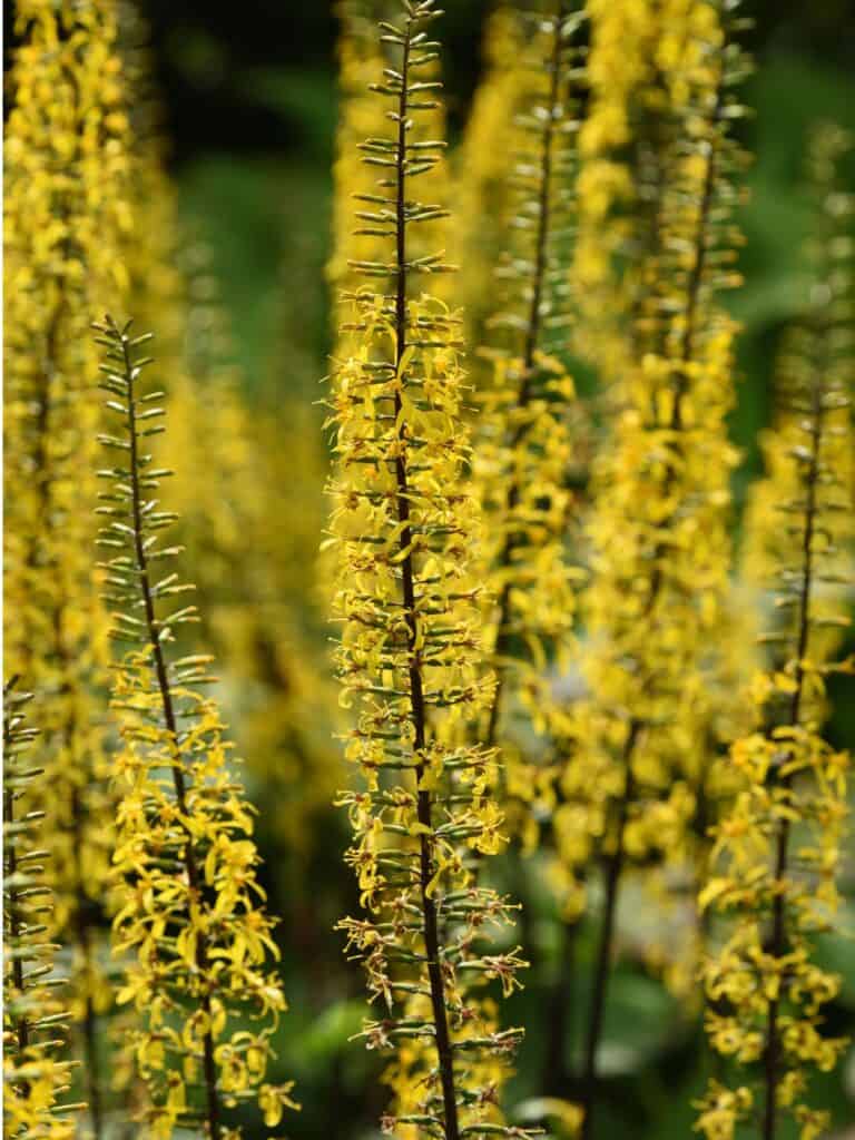 Tall yellow sprigs full of ligularia blooms.