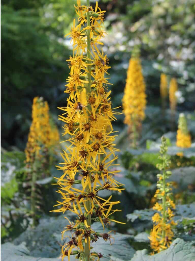 A closeup of small yellow ligularia blooms.