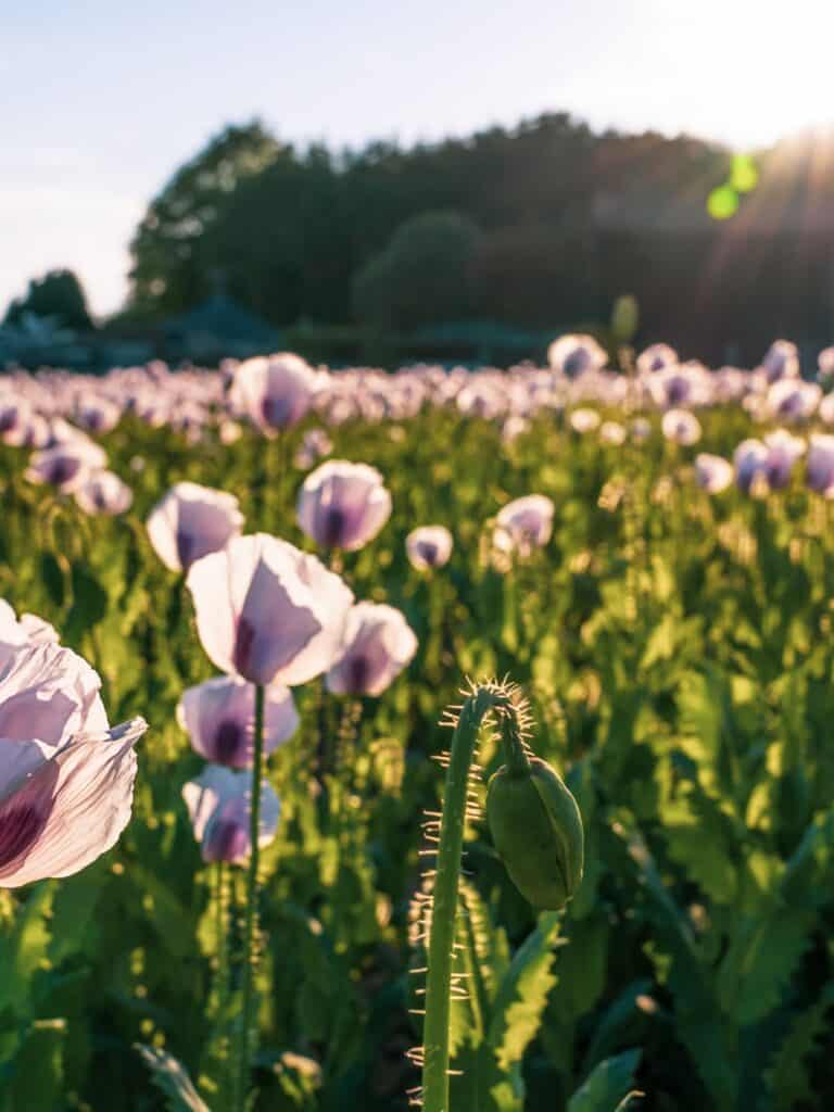 A field full of light purple poppies with trees in the foreground.