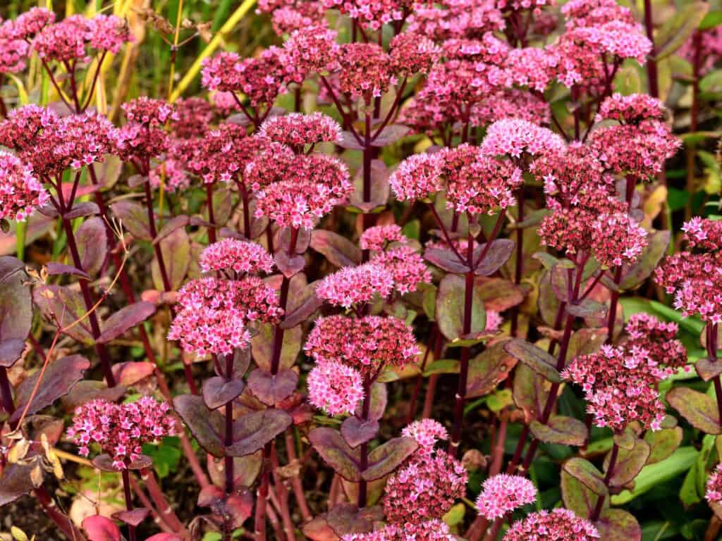 Light pink sedum with purple leaves and green bases.
