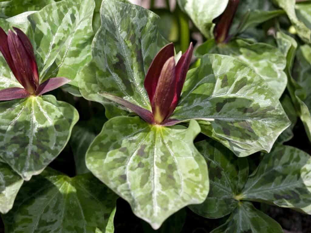 Variegated green trillium leaves with a burgundy bud in the center.
