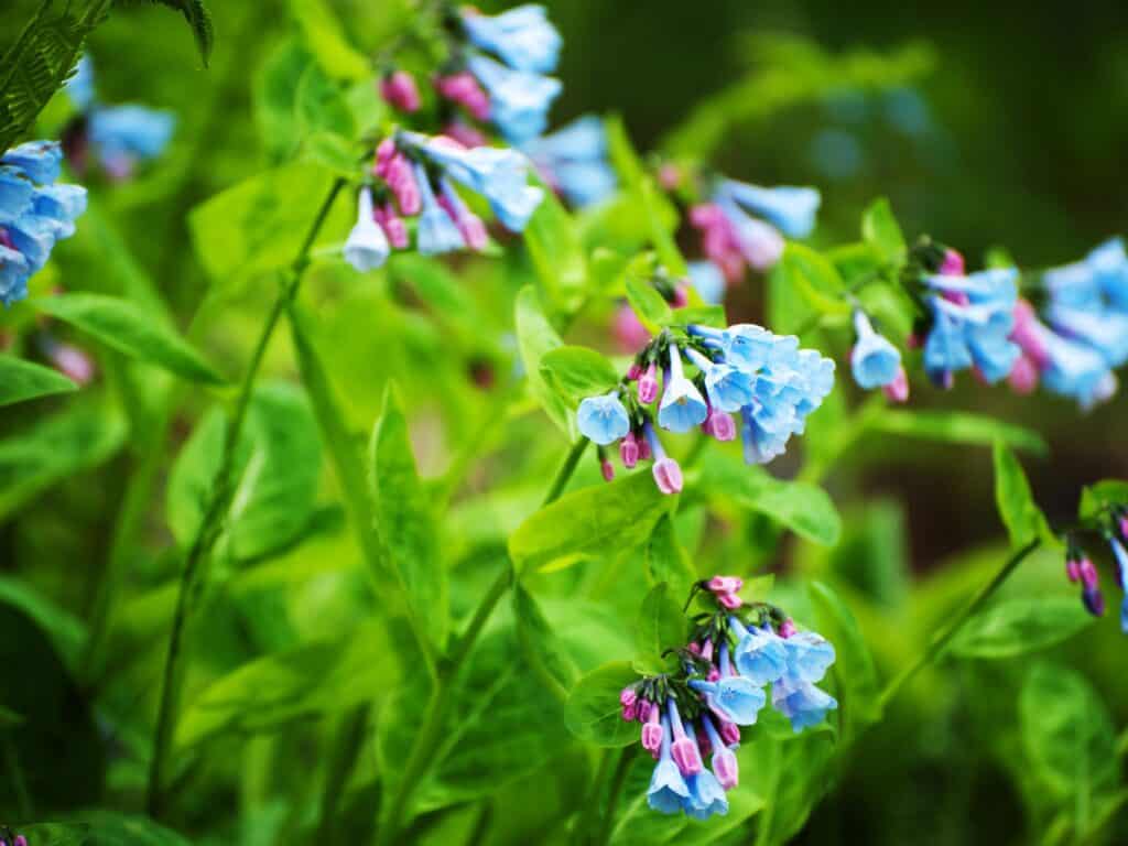 Virginia bluebells with bright blue bell like blooms with a purple base and delicate green stems.