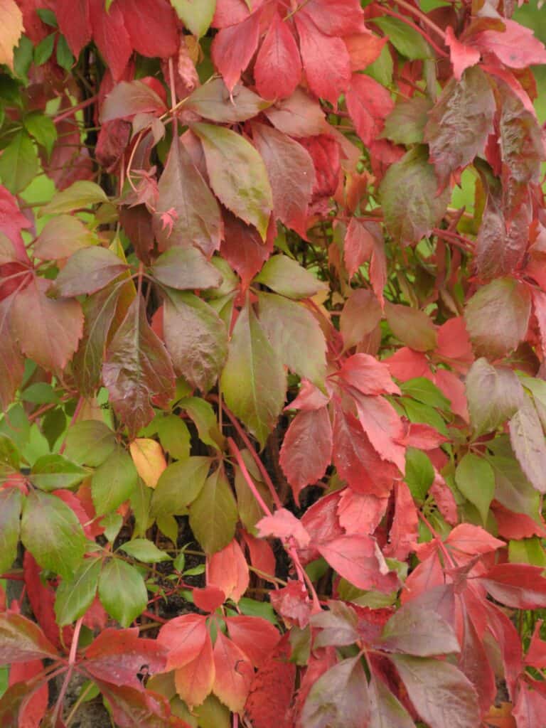Burgundy, red, and green Virginia creeper vines.